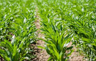 Our view: the 2016 and 2018 Atrazine Risk Assessments